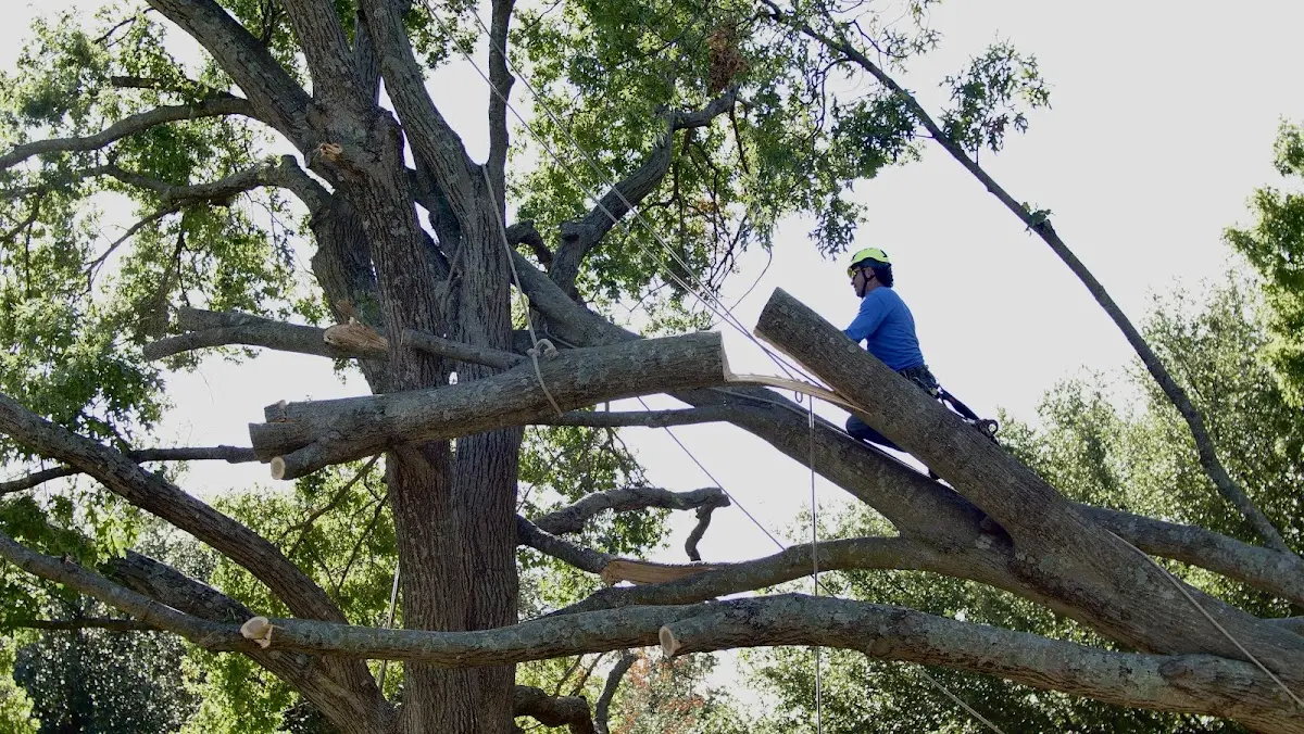 Professional Hazardous Tree Removal performed by certified arborists in Street
