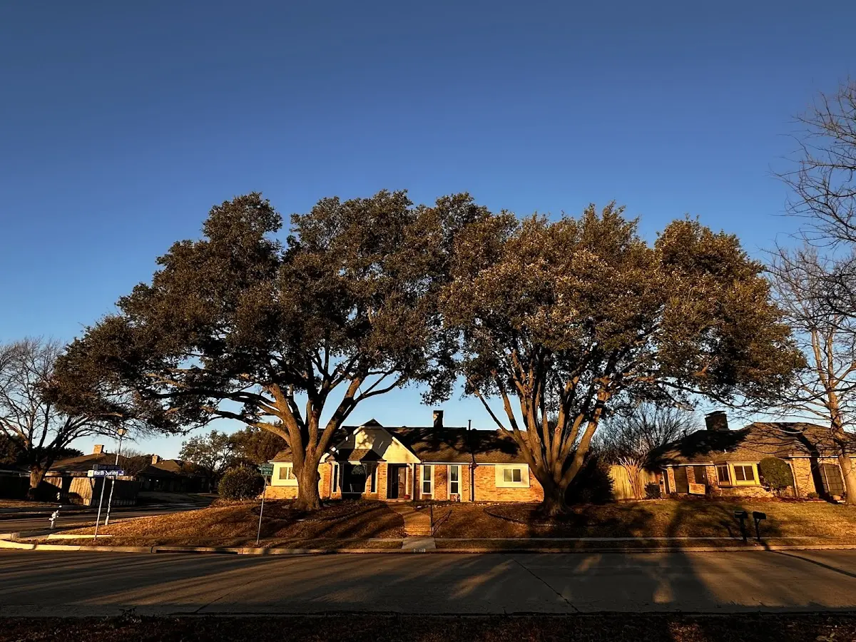 Established residential canopy tree shading a home in Street