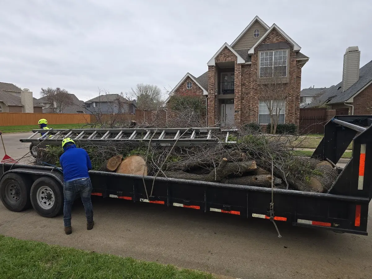 Expert Tree Removal with proper safety equipment in Street